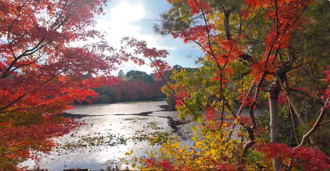 石庭だけでなく、境内の鏡容池も見どころです。