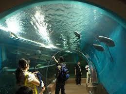 須磨海浜水族園の入園料金は 割引クーポンはあるの 関西のお勧めスポットのアクセス方法と楽しみ方