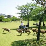 春日大社から、奈良公園へのアクセス　おすすめの行き方を紹介します