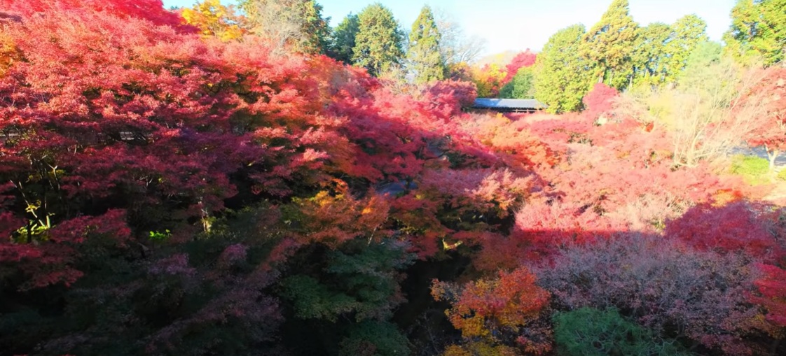 私は秋の紅葉シーズンに訪れましたが、境内に一歩足を踏み入れた瞬間から、凛とした空気に包まれました。