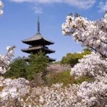 京都駅から、仁和寺へのアクセス　おすすめの行き方を紹介します