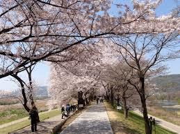 京都府の花見スポット 桜 ランキング おすすめのスポットを紹介します 関西のお勧めスポットのアクセス方法と楽しみ方