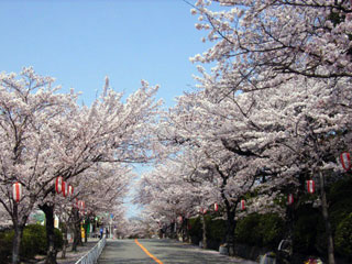 五月山公園の桜