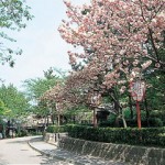 京都駅から、円山公園へのアクセス　おすすめの行き方を紹介します
