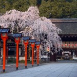 京都駅から、平野神社へのアクセス　おすすめの行き方を紹介します