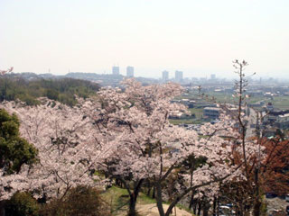 摂津峡公園の桜