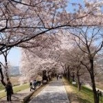 京都駅から、淀川河川公園背割堤地区へのアクセス　おすすめの行き方を紹介します