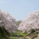 京都駅から、玉川堤の桜へのアクセス　おすすめの行き方を紹介します