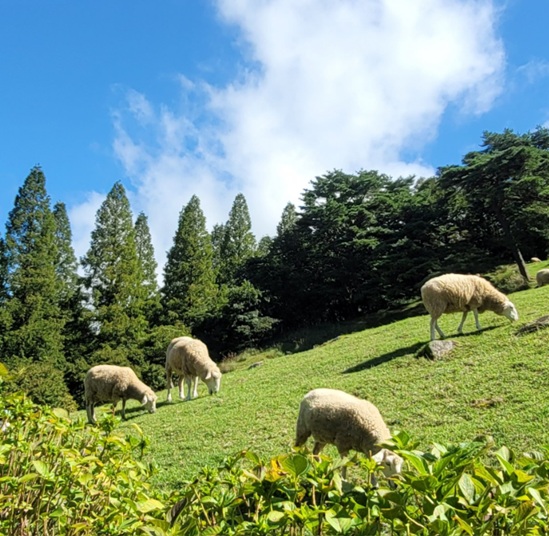 神戸市立六甲山牧場