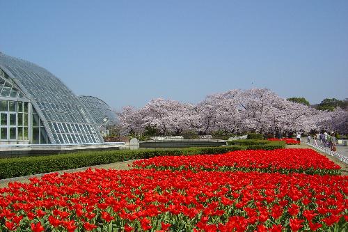 京都府立植物園 関西のお勧めスポットのアクセス方法と楽しみ方関西のお勧めスポットのアクセス方法と楽しみ方