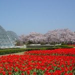 京都駅から、京都府立植物園へのアクセス　おすすめの行き方を紹介します