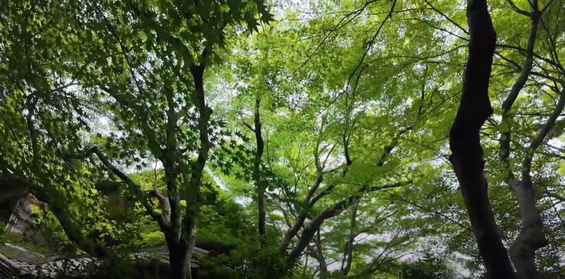 空を見上げても、青モミジが綺麗で癒されます。