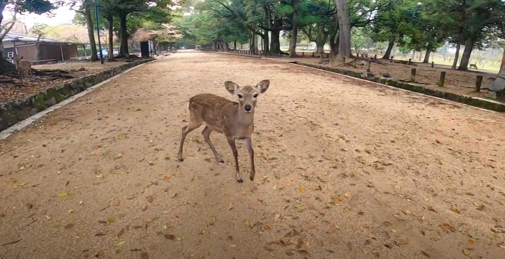 そこら中に野生のシカがいます