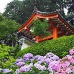 醍醐寺から、三室戸寺へのアクセス　おすすめの行き方を紹介します