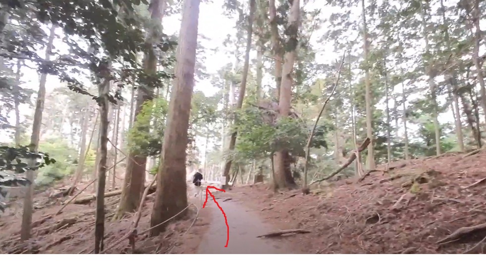 すこし、平らな道になってきました。