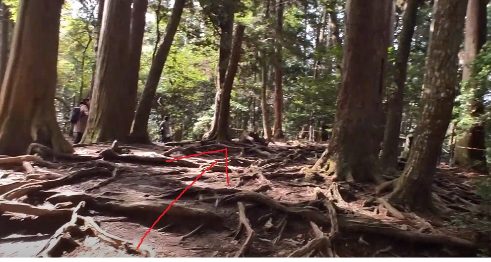 木の根の道です。有名なスポットのようです。写真を撮っている人もいました。つまずかないように進んでいきます。