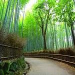 天龍寺から、竹林の道へのアクセス　おすすめの行き方を紹介します