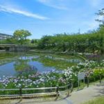 大阪駅から、白鷺公園 ハナショウブ園へのアクセス　おすすめの行き方を紹介します