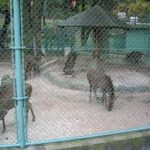 三ノ宮駅から、龍野公園動物園へのアクセス　おすすめの行き方を紹介します