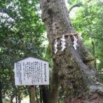 三ノ宮駅から、なんじゃもんじゃの木へのアクセス　お勧めの行き方を紹介します