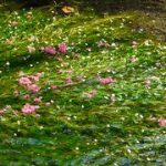 草津駅から、醒井・地蔵川の梅花藻へのアクセス　お勧めの行き方を紹介します