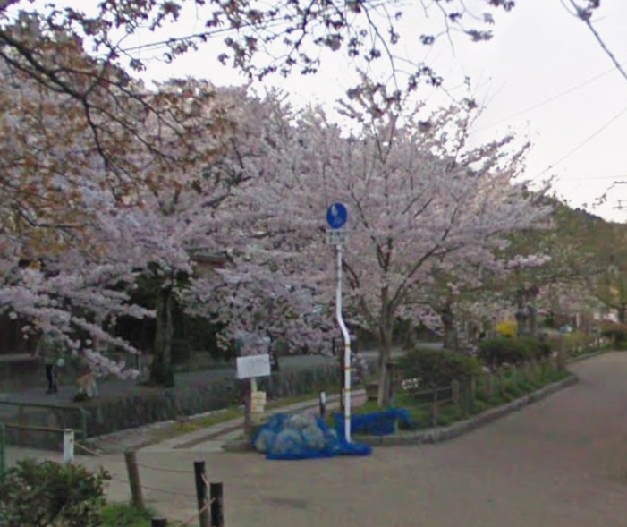 琵琶湖疏水沿いの桜並木